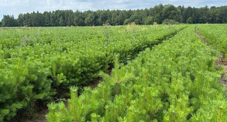    Комитет лесного хозяйства Московской области