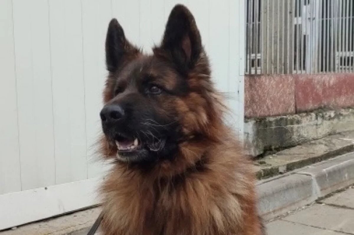    В Туле служебная собака ищет новый дом