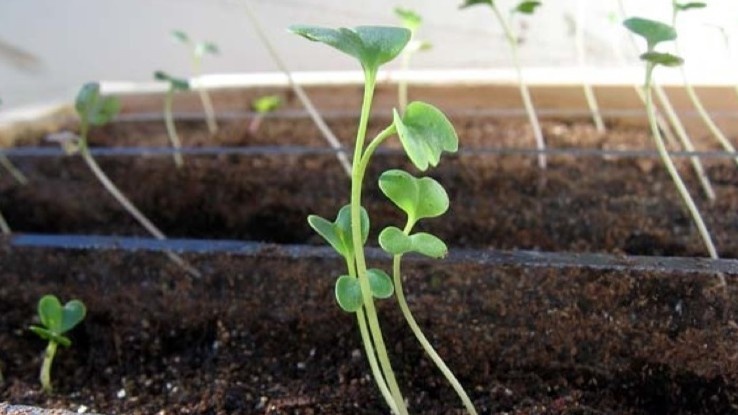 Рассада на подоконнике даже с подсветкой вытягивается — температура в квартире не даст нужного результата