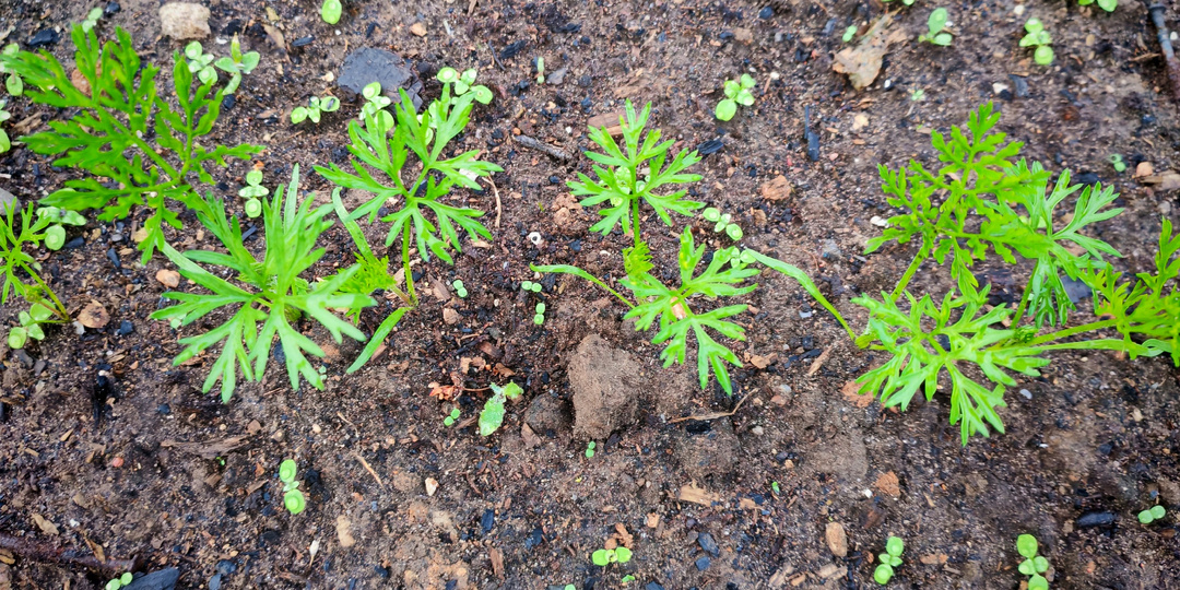 4 метода, которые спасли мой урожай моркови от мухи на 3 года