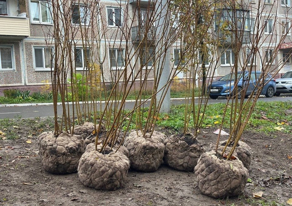    Власти Калуги перечислили улицы, где высадят деревья.
