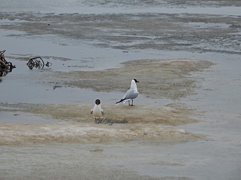 Озерные чайки
