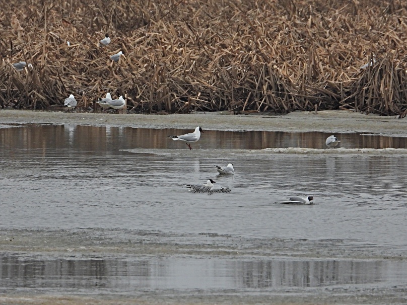 Озерные чайки