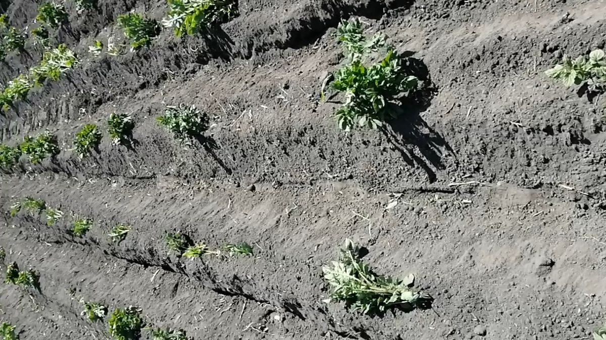 Самое свежее фото окучивания картофеля.