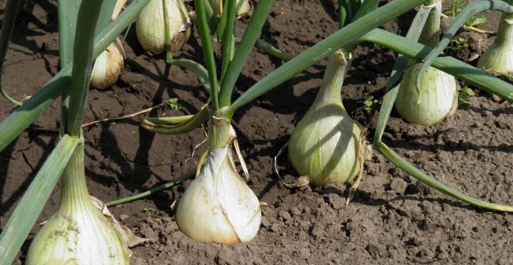 Выращивала лук как все — и он стабильно гнил, пока не открыла один секрет