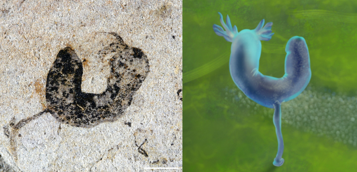 Одно из существ Цзянчанской биоты - камброэрнида