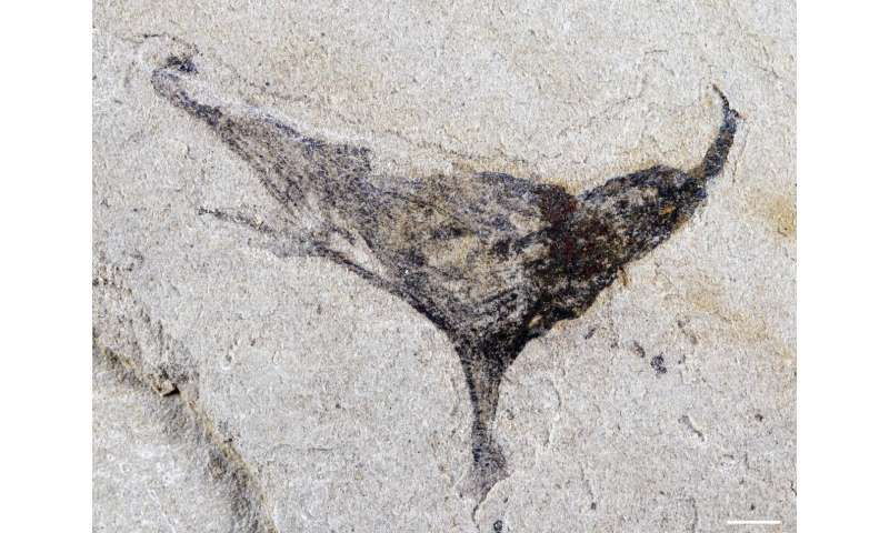 Ранний полип (стрекающее) из Цзянчанской биоты