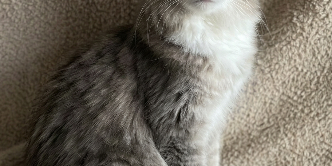 Пушистое очарование Буся ищет дом! Москва, Питер