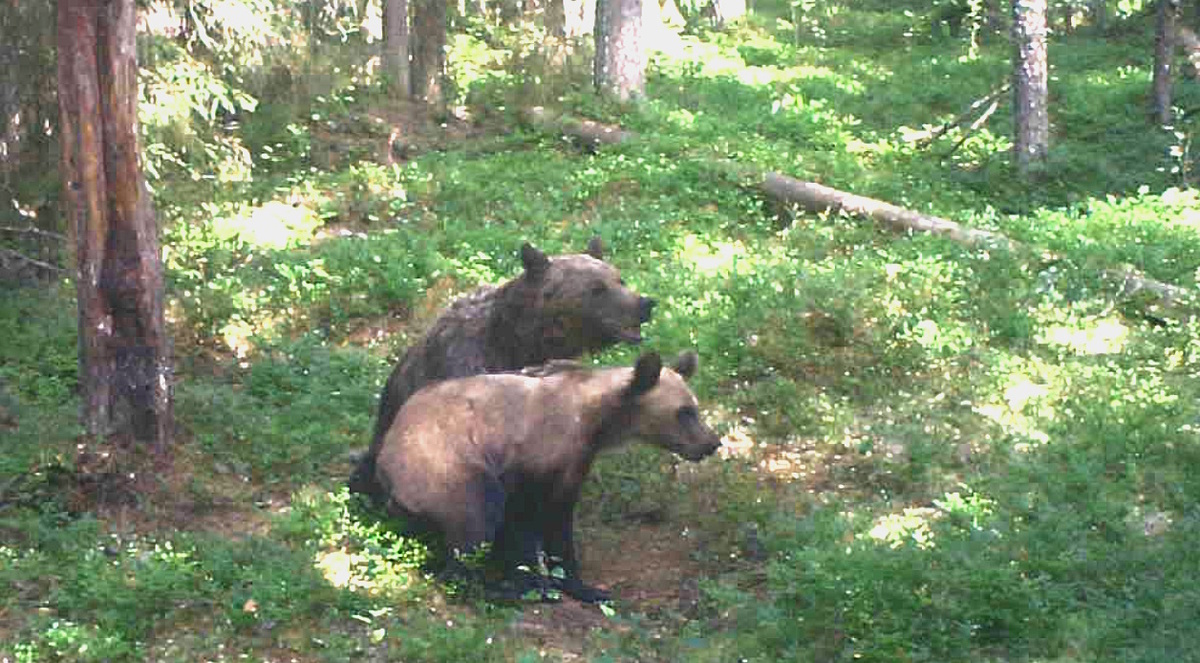 Медведица Нюша с одним из своих медвежат в июле 2024 года