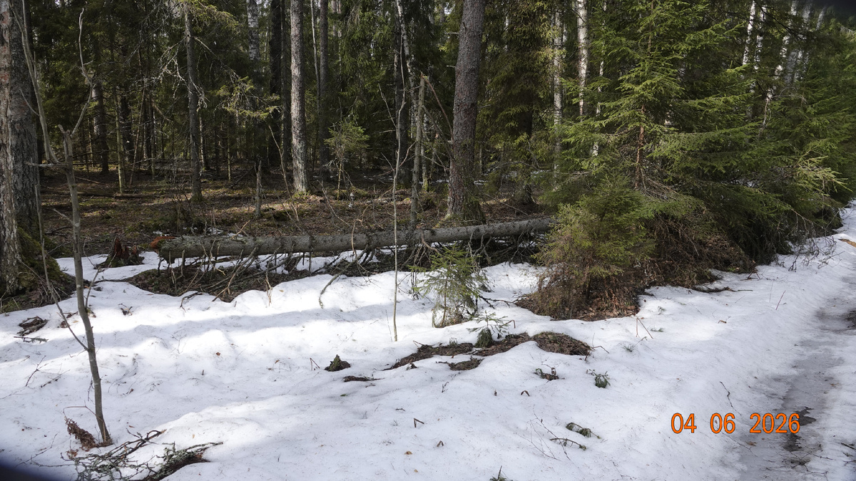 Но есть и большие участки леса, свободные от снега.