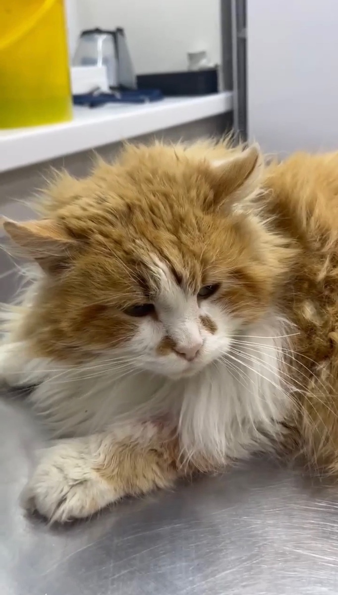 Большой, добрый, мордатый и румяный, как богатырь..