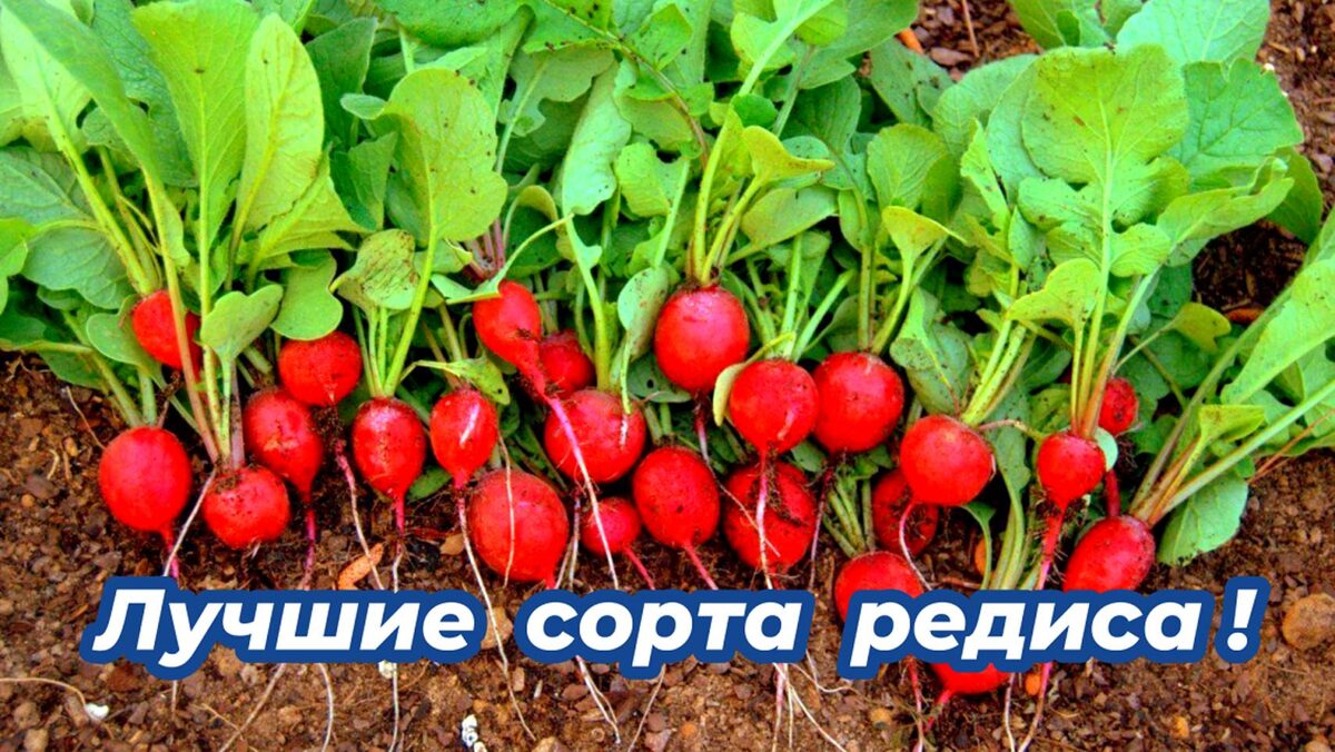 Критерии выбора скороспелого редиса: сроки, устойчивость и назначение
