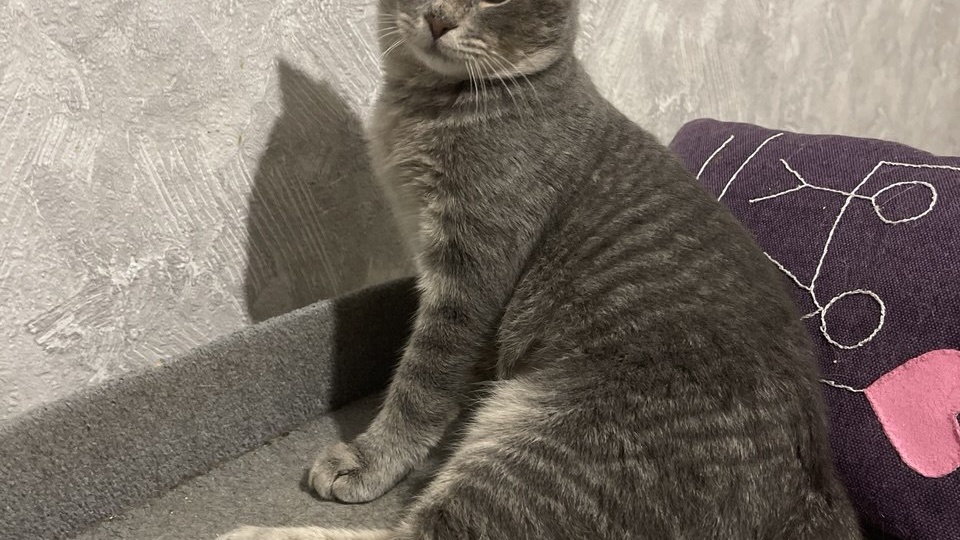 Столько звонков, столько смотрин было у этого кота – и всё мимо. А потом случился поворот, которого никто не ожидал