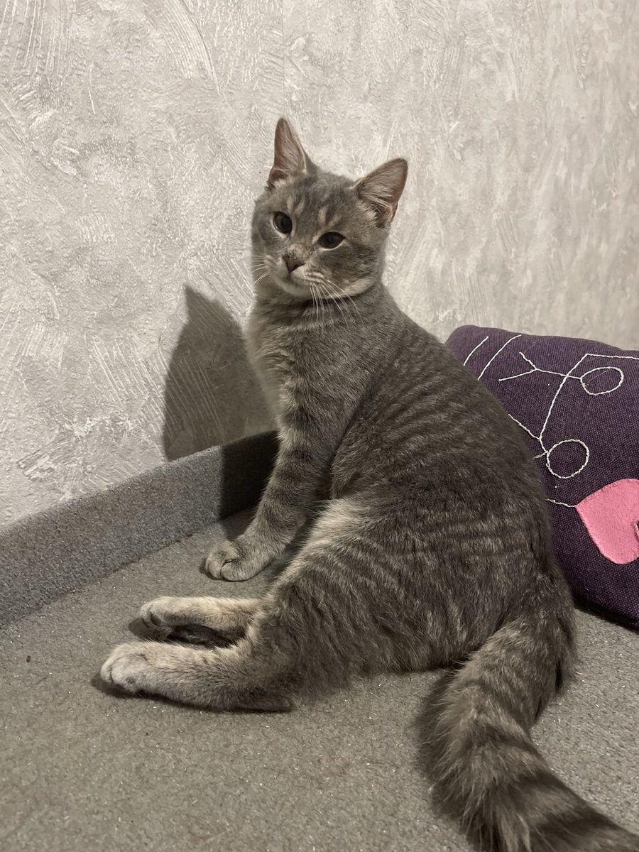 Меня? На поводке? Ну нет, мы так не договоримся