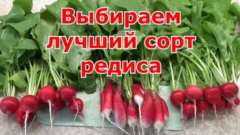 Топ-7 проверенных сортов для апрельского посева: 