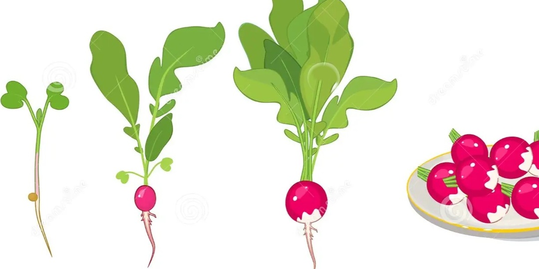 От всходов до урожая: уход, защита от крестоцветной блошки и конвейерный посев