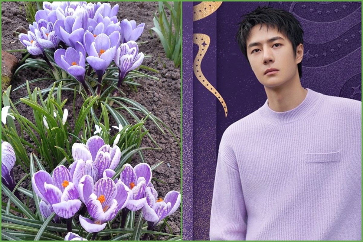 крокусы, фотография 2025 года