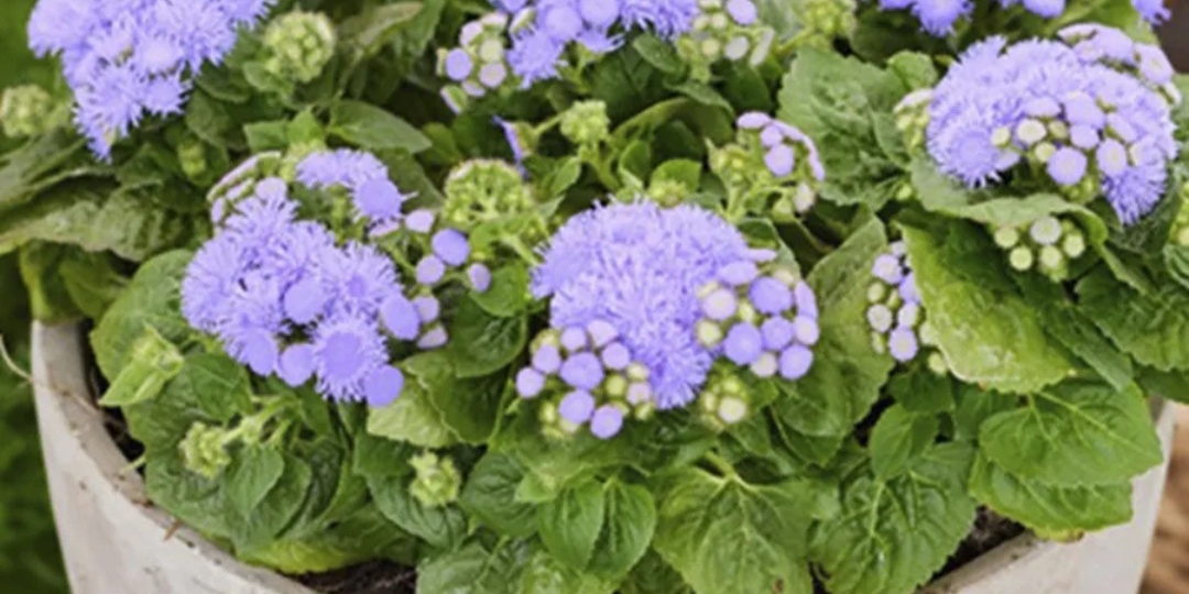 Как победить белокрылку? Запасаюсь "opyжием" уже сейчас.