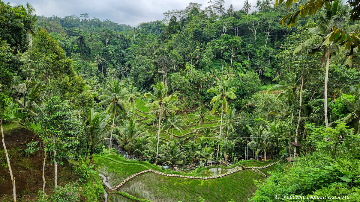 Рисовые террасы возле Гунунг Кави