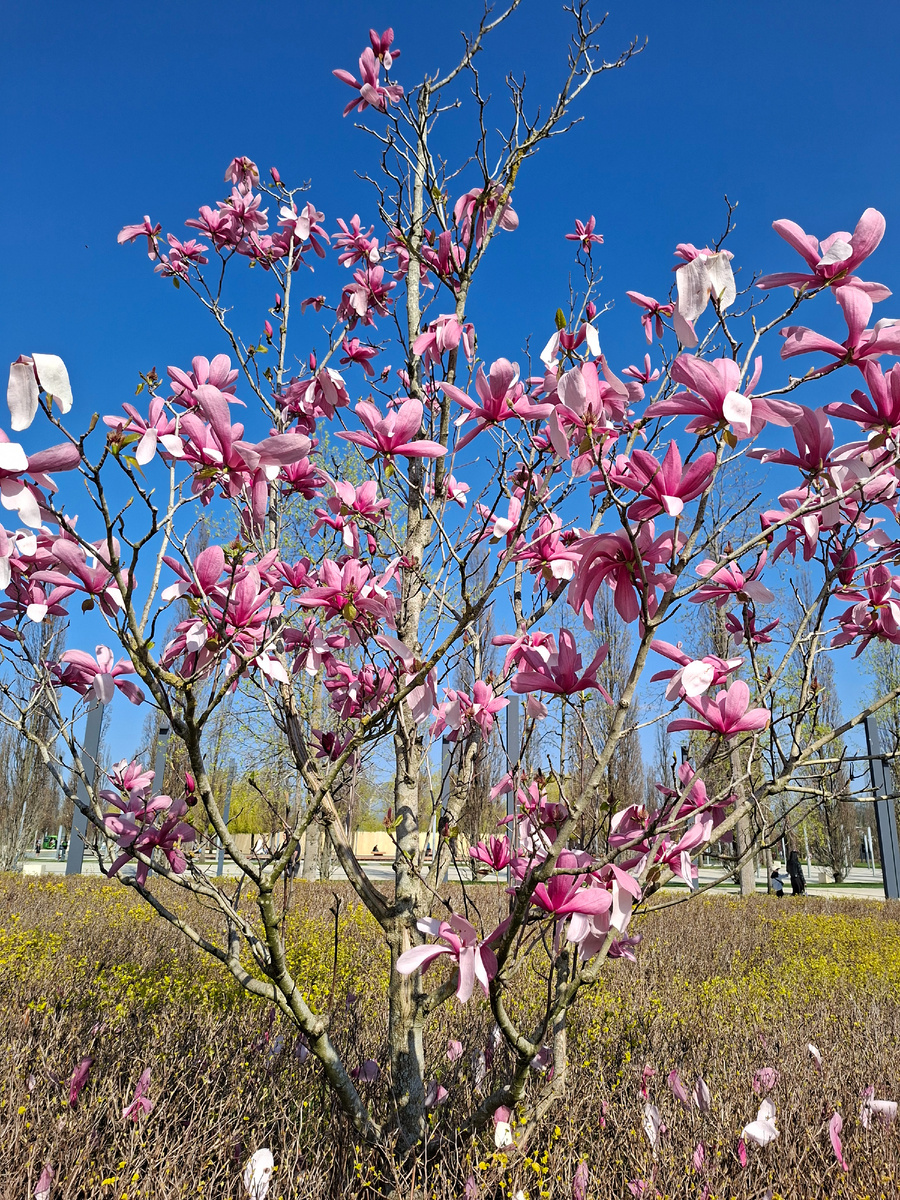 Магнолия в парке Галицкого