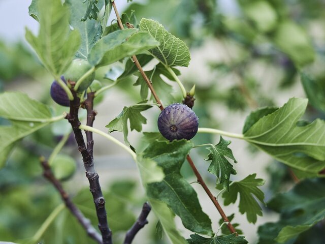    Фото: 123RF.com/dmitryag