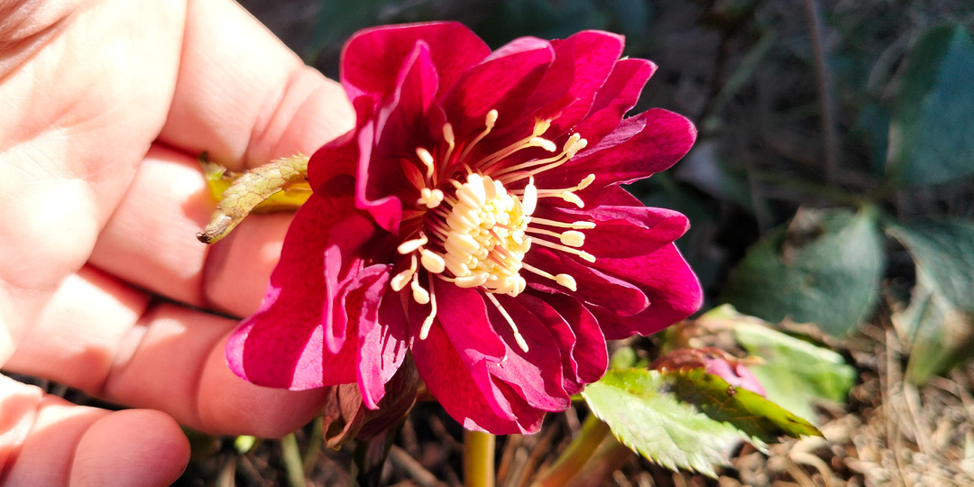 Апрель в нашем саду 2026 - хроники одного выходного