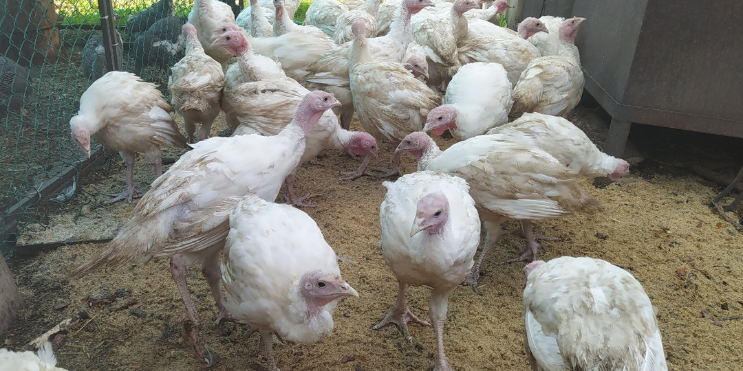 Индюшата: всё, что нужно знать о выращивании от нуля до забоя