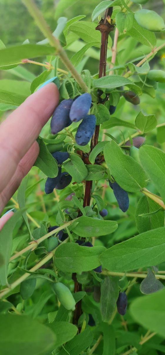 Дедушкина жимолость 