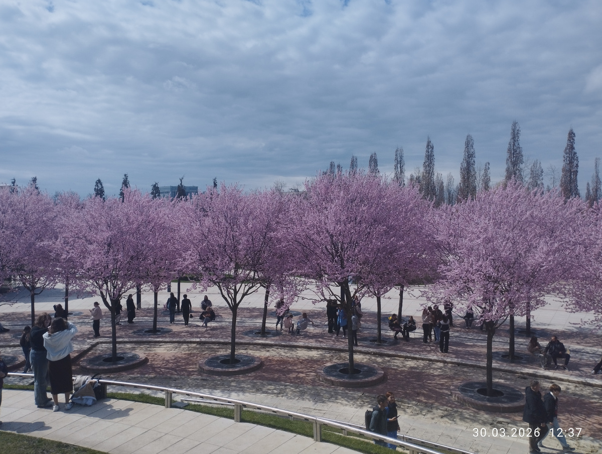 Сакура в парке Галицкого. 