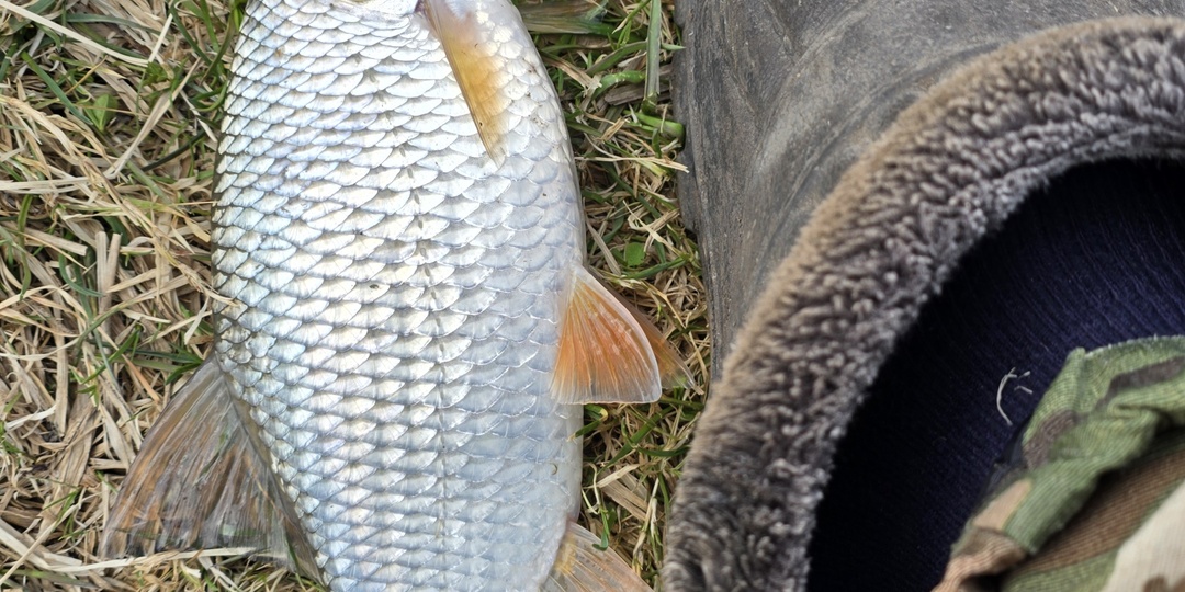 ПЛОТВА БЕСИТСЯ: