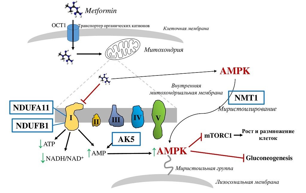    Антигипергликемический эффект метформина реализуется за счёт ингибирования комплекса I митохондриальной электронно-транспортной цепи и активации АМФ-киназы