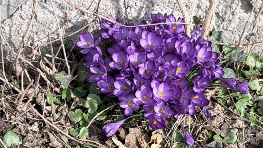   Первый городской канал Калининград