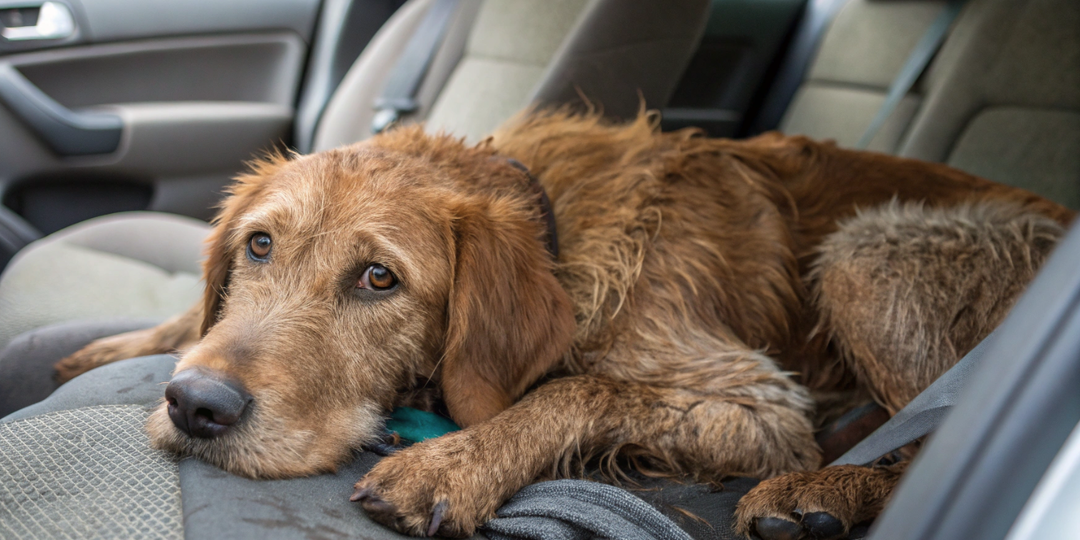 Бизнесмен опешил от удивления - на сиденье роскошной иномарки лежал бездомный пес