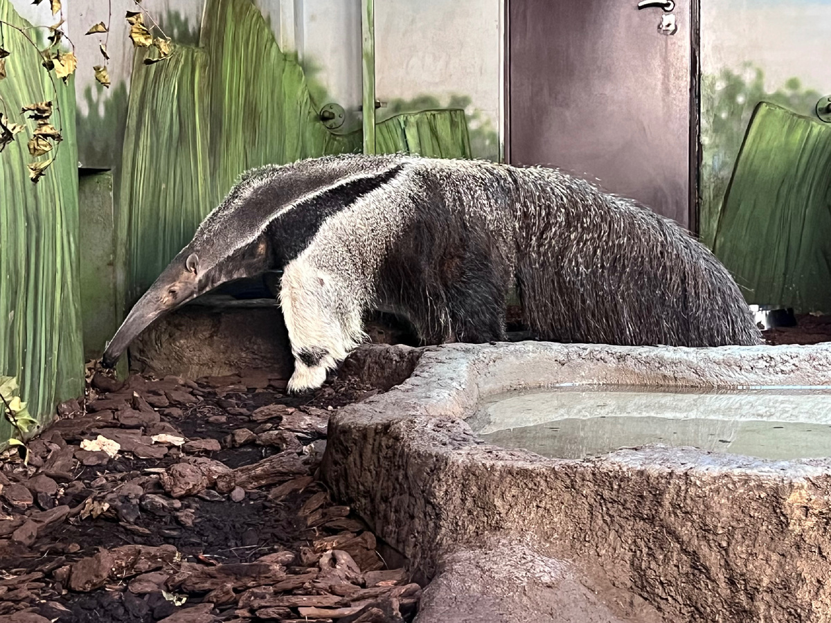 Новосибирский зоопарк