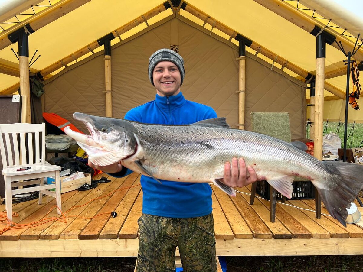 Семга трофейного размера