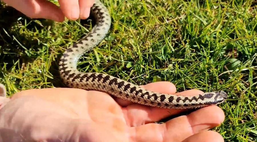 Сколько укусов гадюк способен выдержать человек за один раз?