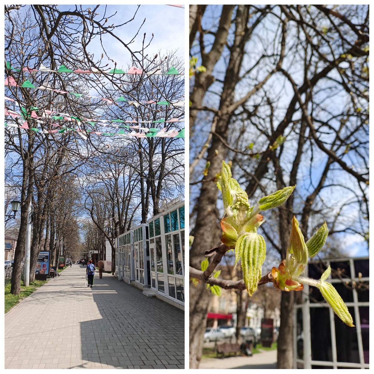 Проспект Кирова. Каштаны выбросили свои свечки -  неделя, другая и они расцветут!