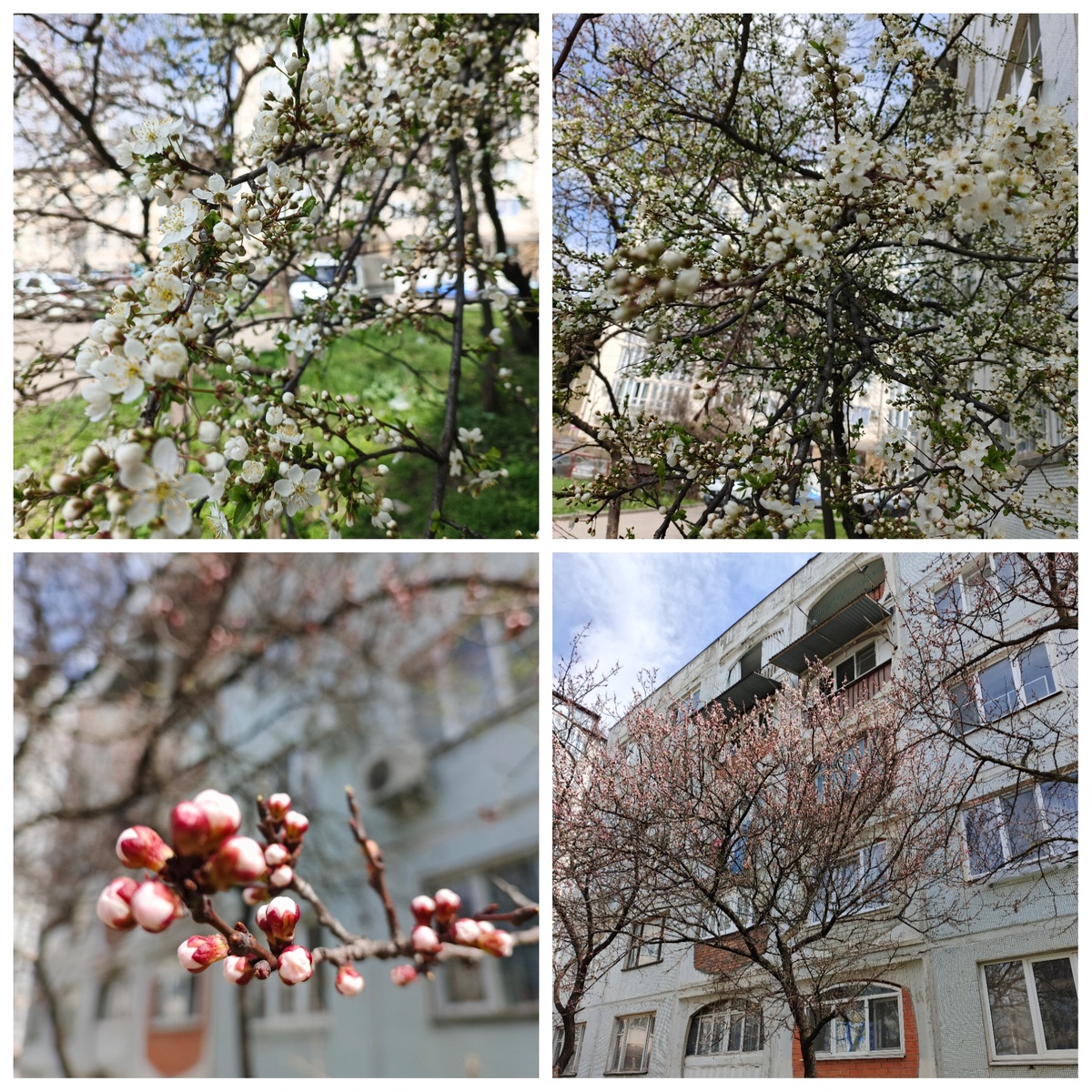 Зацвели абрикоса и алыча