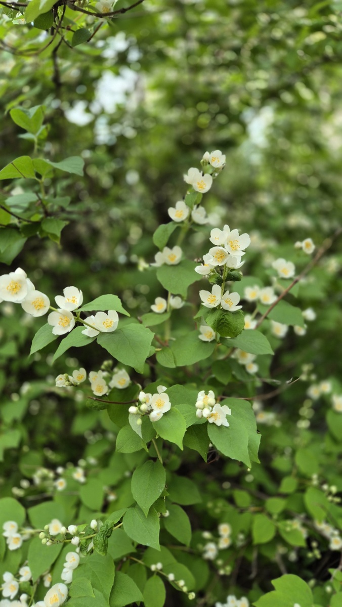 Жду цветения жасмина