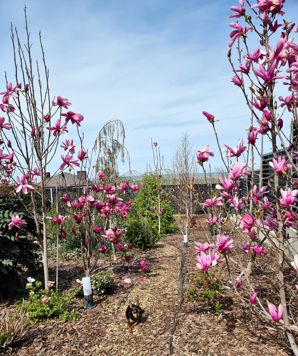 Магнолии и маленькая хозяйка владений.