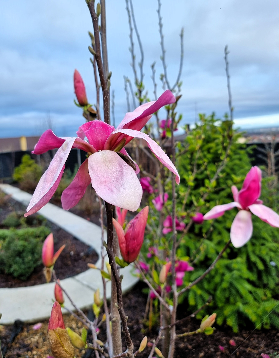 Магнолия 'Daybreak' (M. brooklynensis 'Woodsman' x M. 'Tina Durio'). Анапа. 