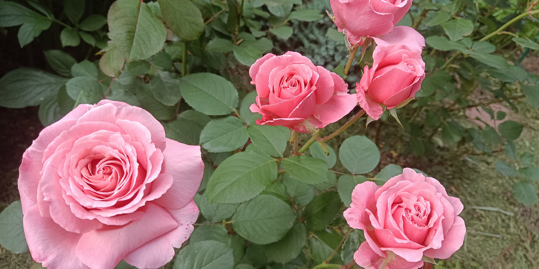 ПОСАДКА РОЗ ВЕСНОЙ