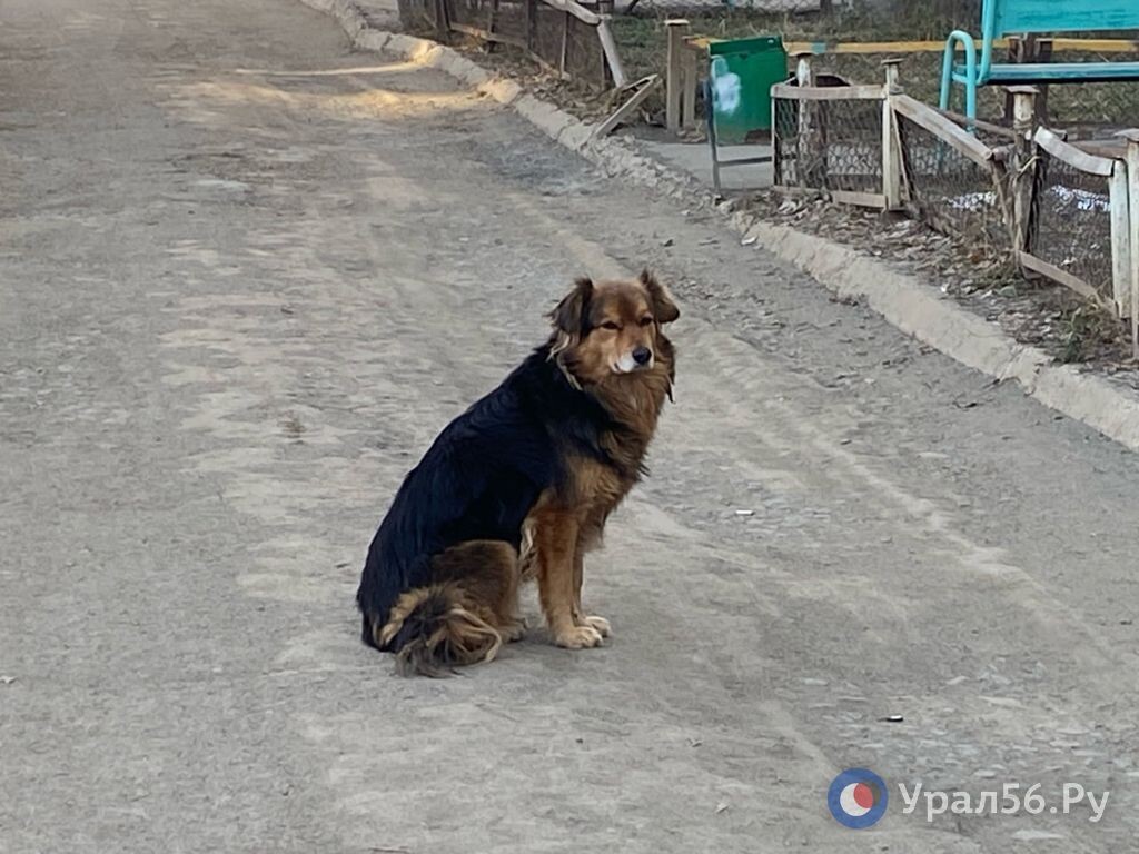    Оренбург ищет подрядчика для работы с бездомными животными: Объявлен тендер на более чем 24 млн рублей