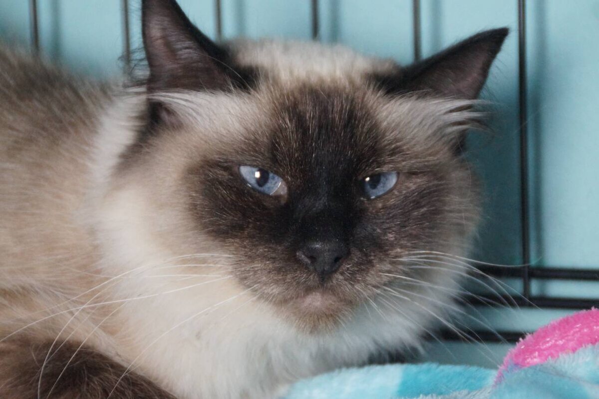 Да. это снова я. Мне никто не звонит