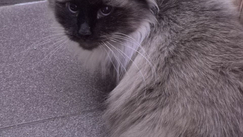 Кошка и так сложная, и судьба у неё тяжёлая. А тут ещё такой неприятный сюрприз