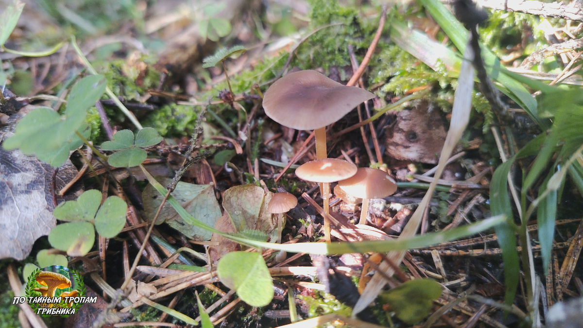 Стробилюрус съедобный (Strobilurus esculentus)