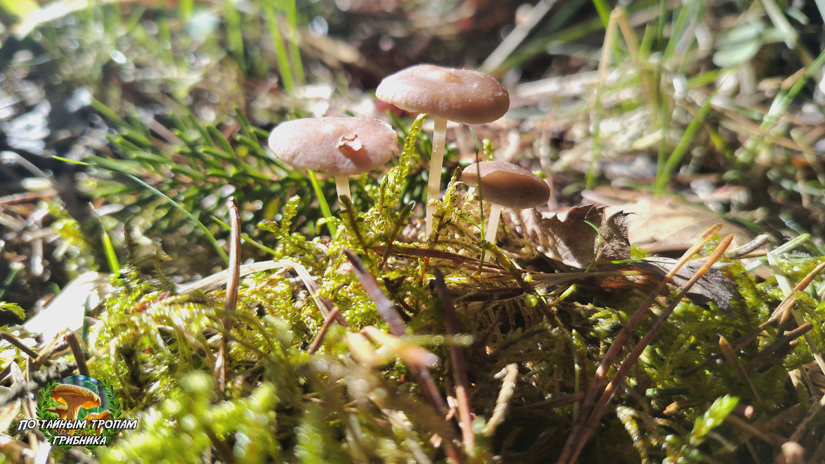 Стробилюрус съедобный (Strobilurus esculentus)