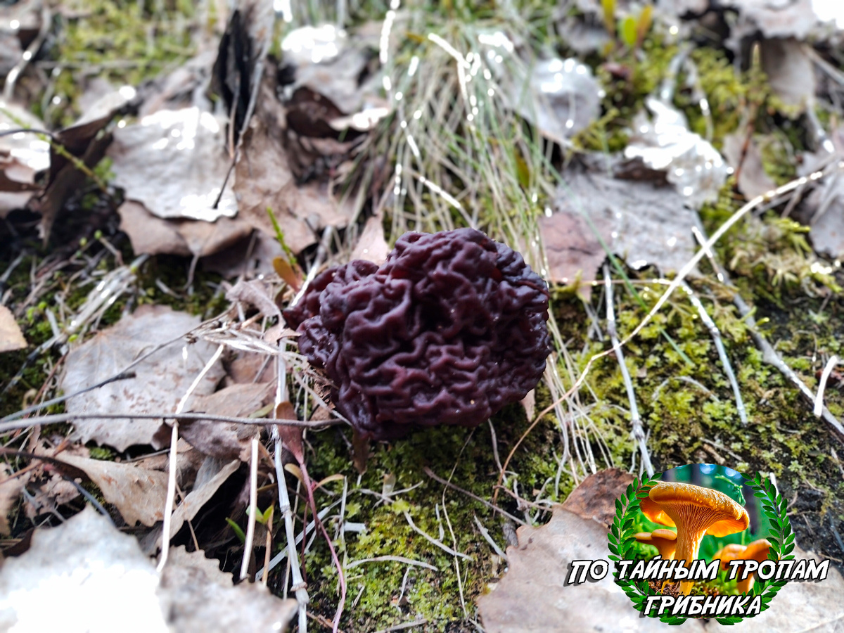 Строчок обыкновенный (Gyromitra esculenta)