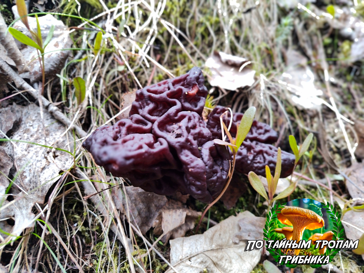 Строчок обыкновенный (Gyromitra esculenta)