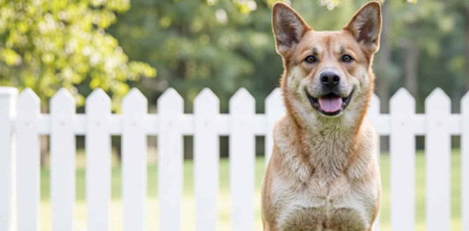 Собаки обожают бегать вдоль забора и здороваться с соседями.
Защитите свои растения от вытаптывания, оставляя зазор между растениями и забором.